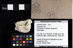 Foto (Objket + Etiketten) von Gastrosacus sp. 